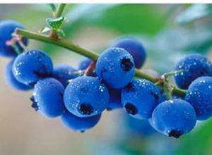 蓝莓