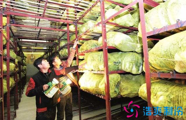 1000吨大白菜保鲜库