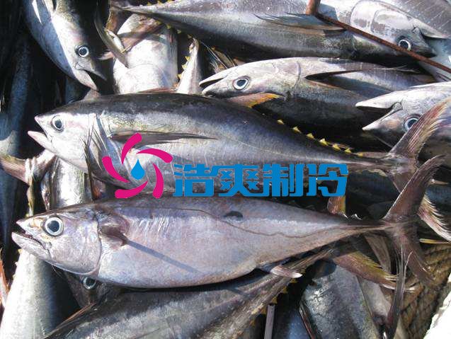 浩爽制冷，海鲜冷冻库