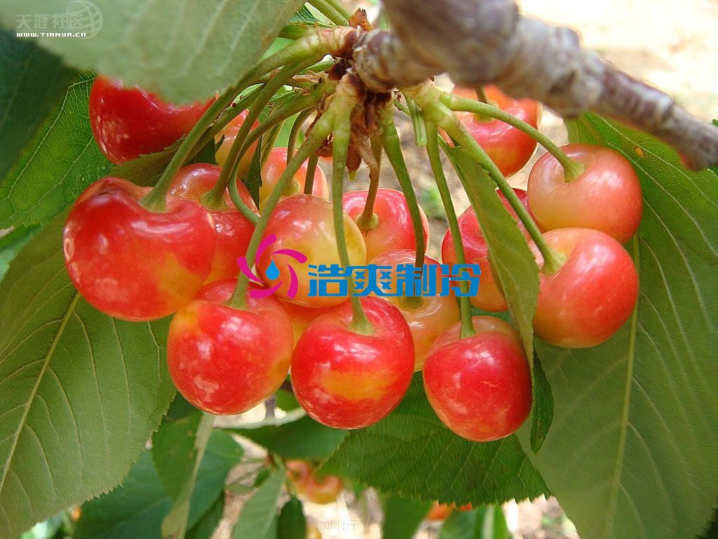 浩爽制冷，气调库，普通冷藏库